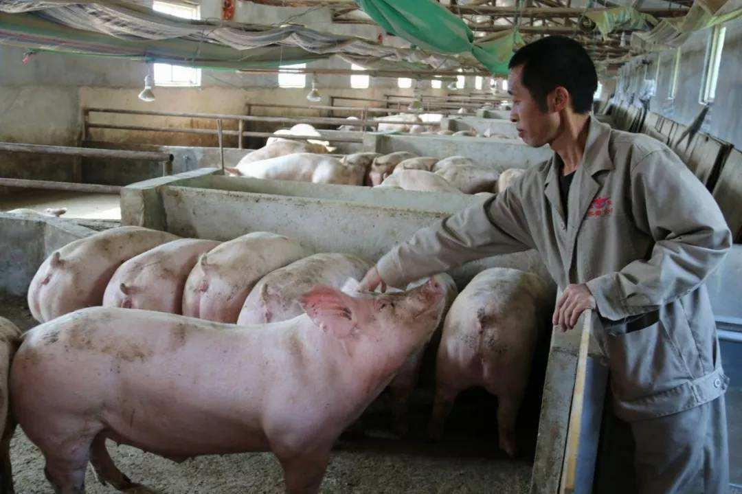 遂宁_四不像正版资料免费大全2025,提防现象级仔细释义、解释与落实